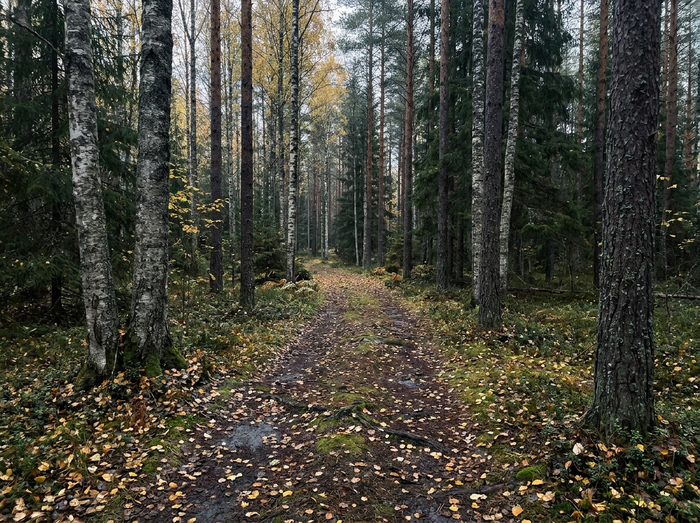 Löpare i dimma på fjällstig