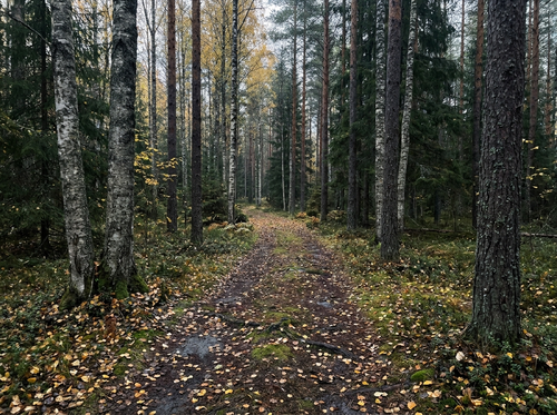 Löpare i dimma på fjällstig